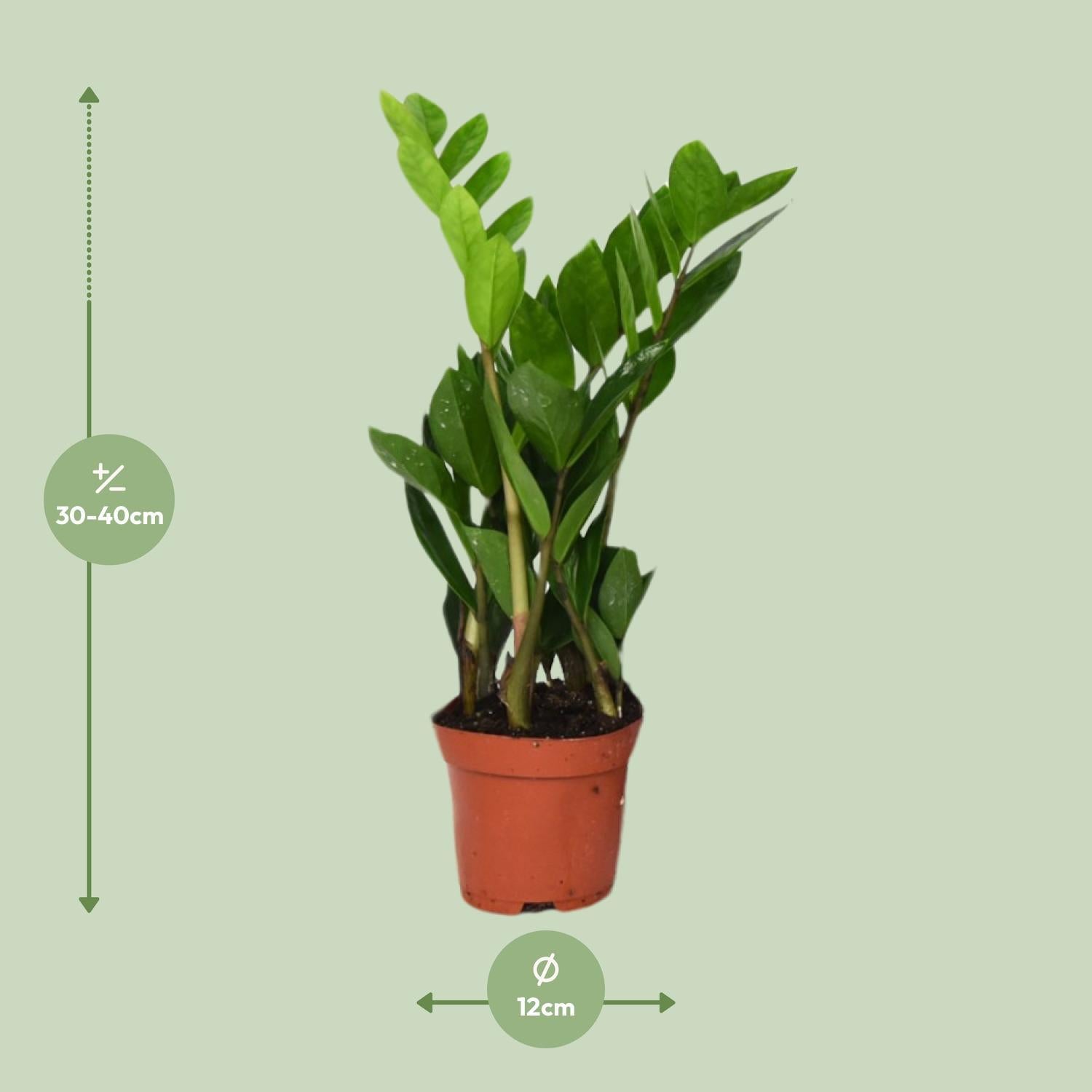 Zamioculcas Zamiifolia - Ø12cm - ↕40cm