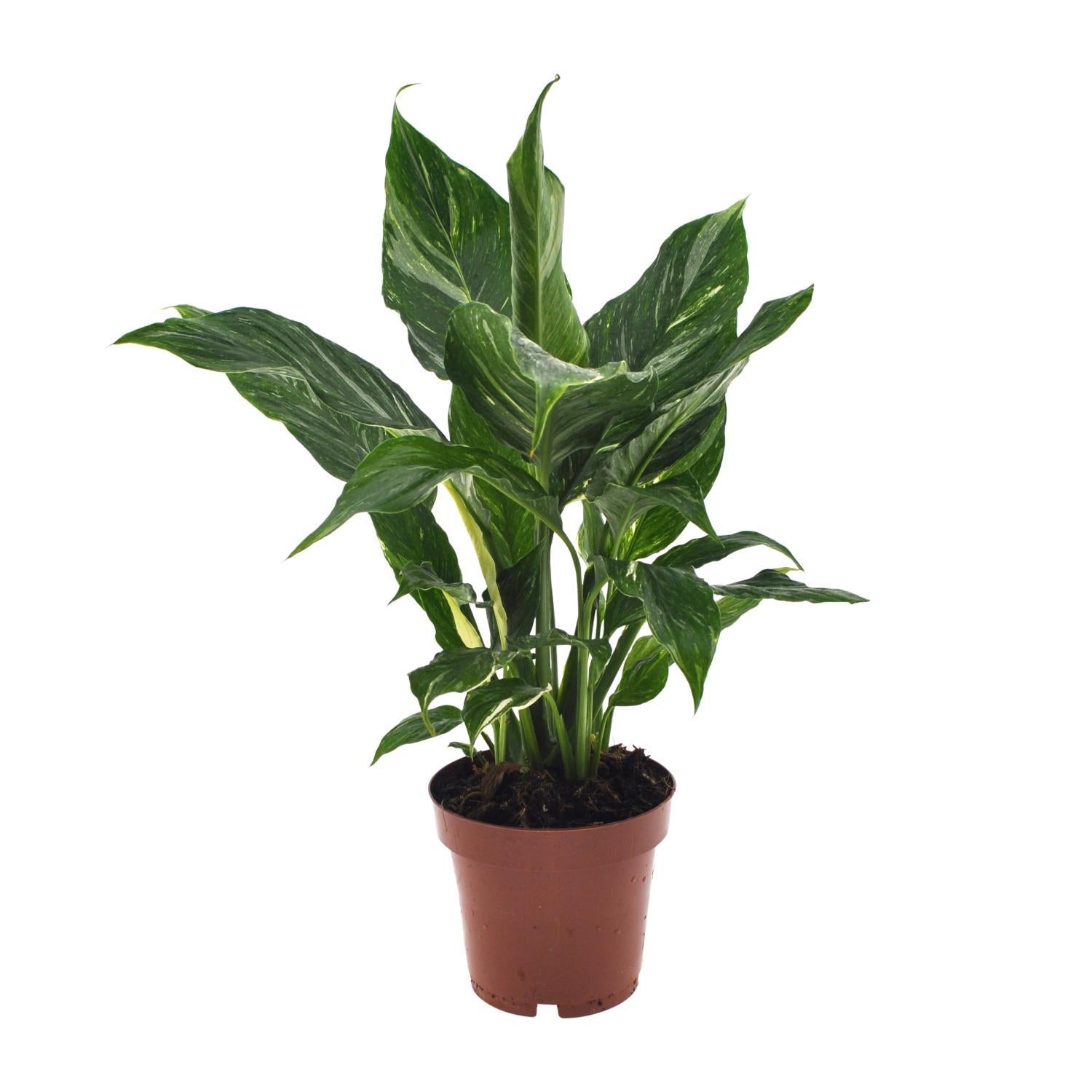 Spathiphyllum Diamant - Ø12cm - ↕40cm