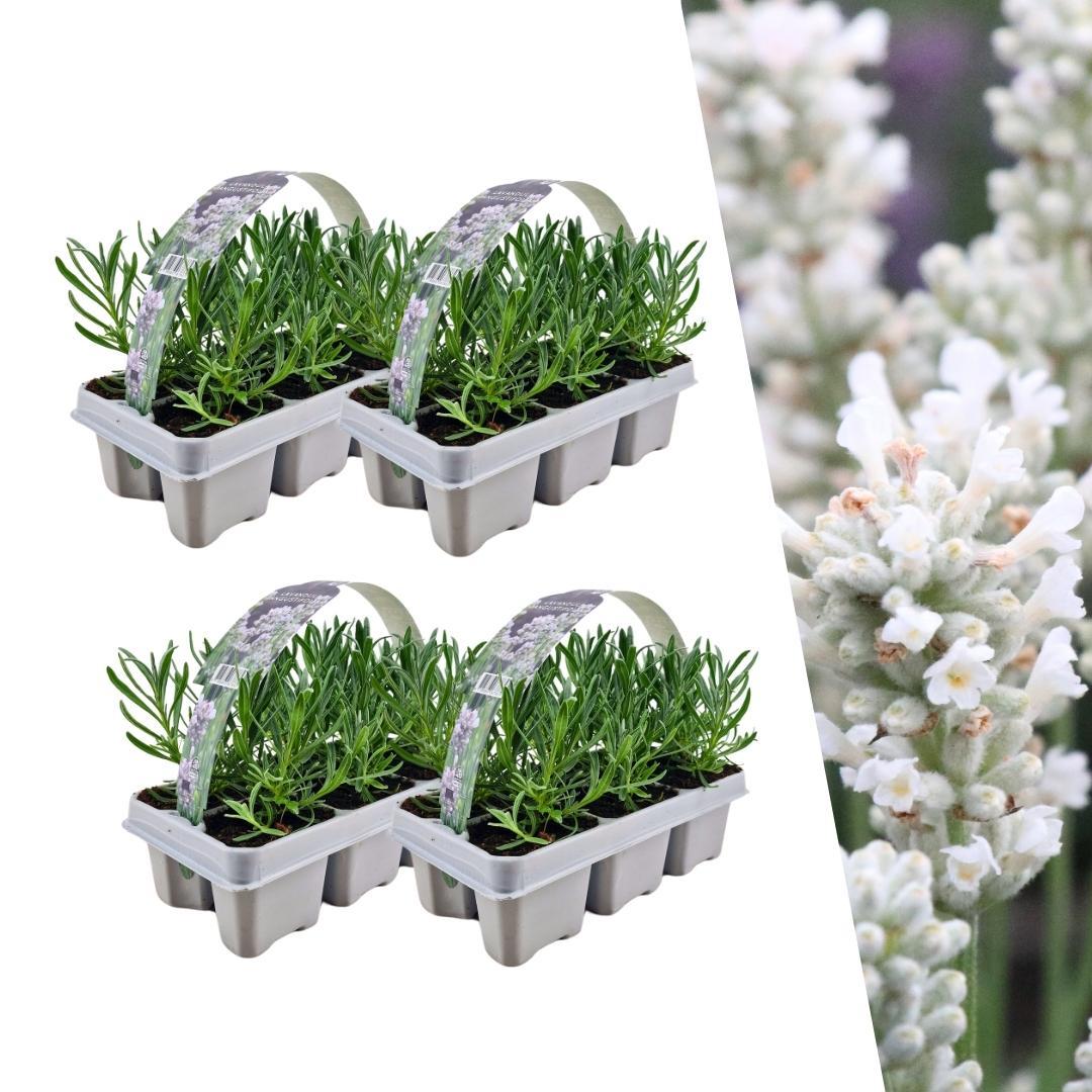 Lavendel - Lavandula Angustifolia white - 24 x Ø7 cm - ↕15 cm   4 x 6 Stück