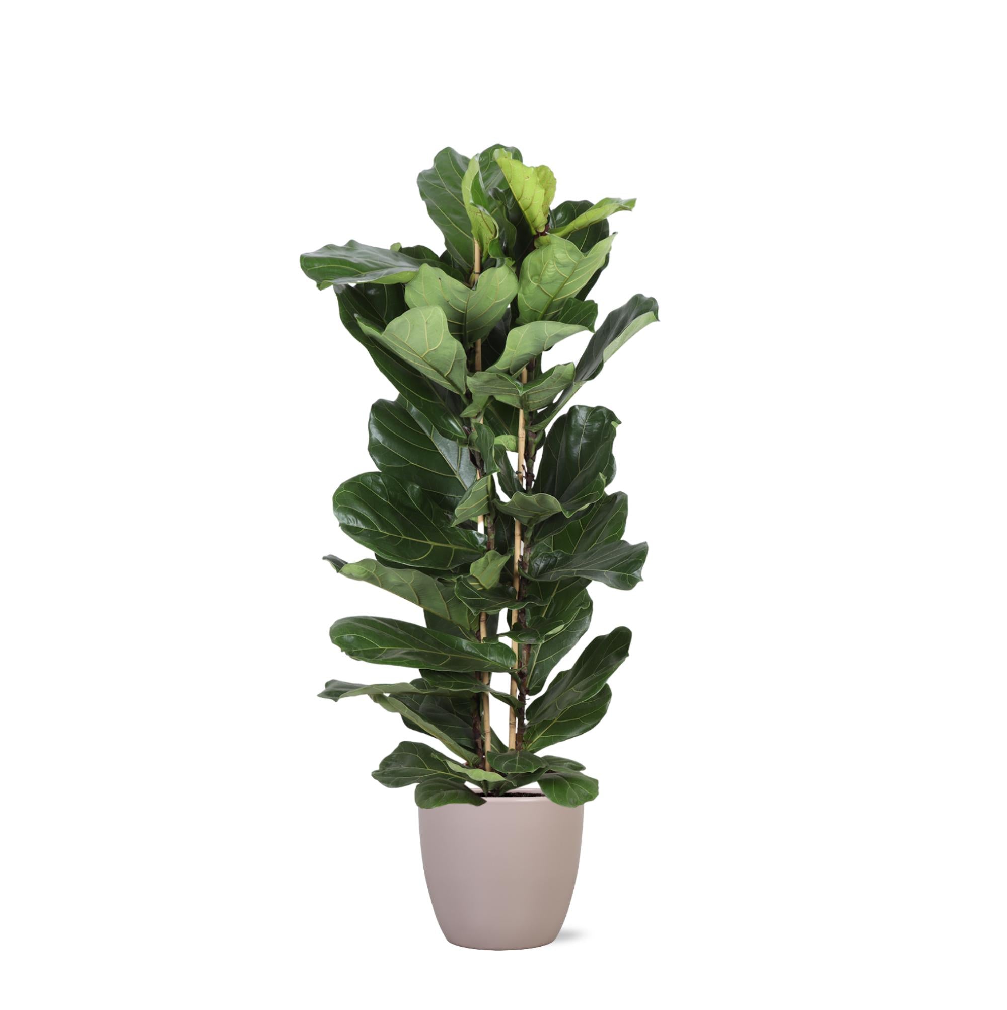 Geigenfeige - Ficus Lyrata Ø27cm ↕140cm in Boule Topf Taube