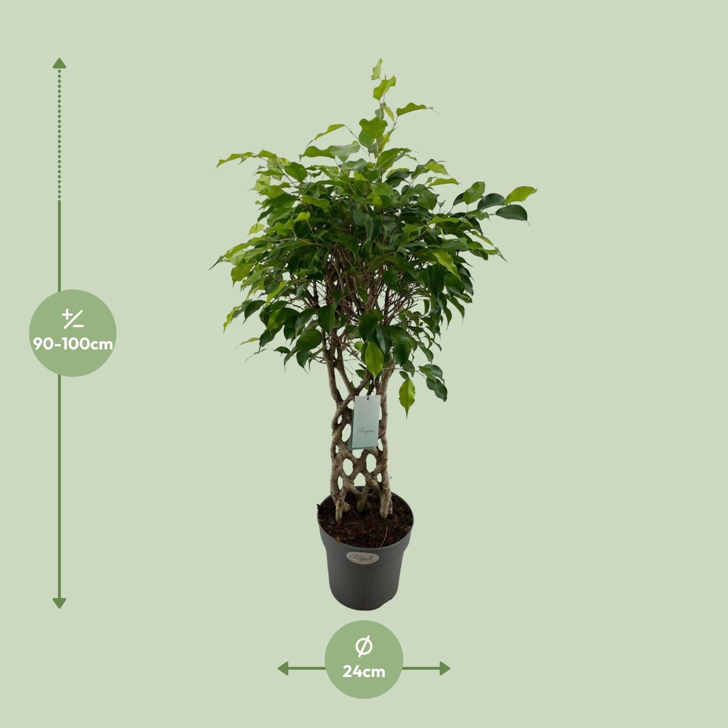 Birkenfeige - Ficus Benjamina Exotica - Ø24cm - ↕100cm