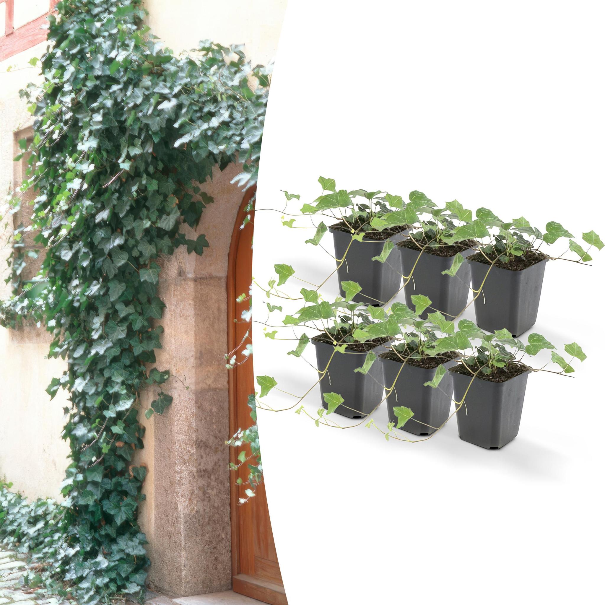 Grüner Gemeiner Efeu - Hedera helix - ↕25cm - Ø9cm