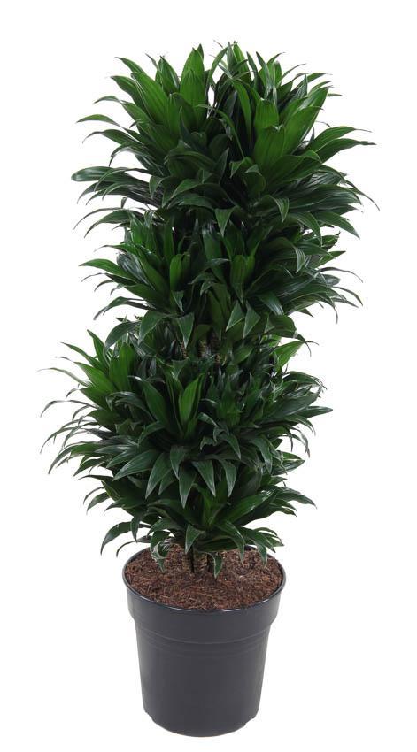 Drachenbaum Janet Craig Compacta - Dracaena Janet Craig Compacta - Ø27cm - ↕100cm