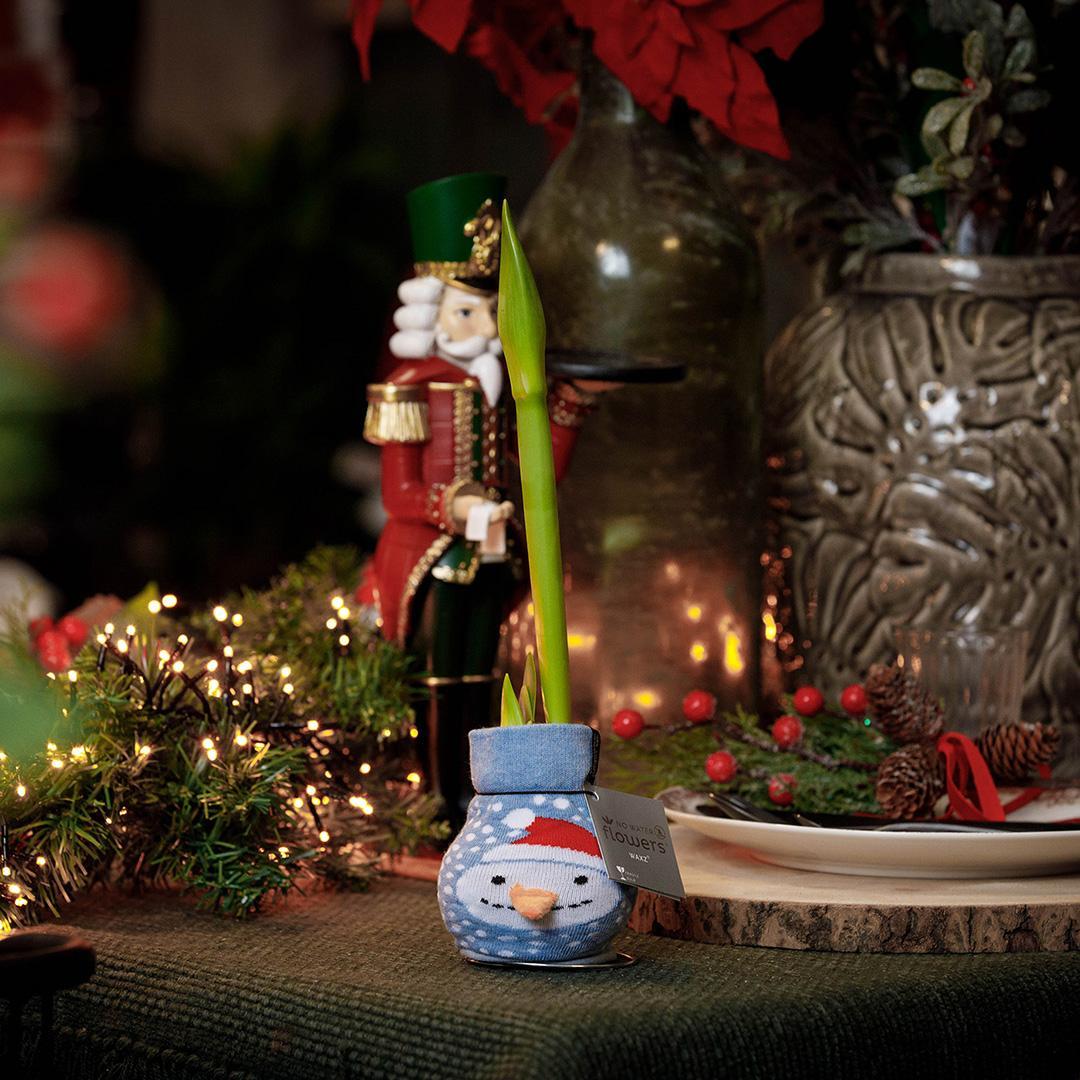 No Water Flowers® (wax amaryllis) | Fashionz Xmas Fun Classic - Snowman + Red flower