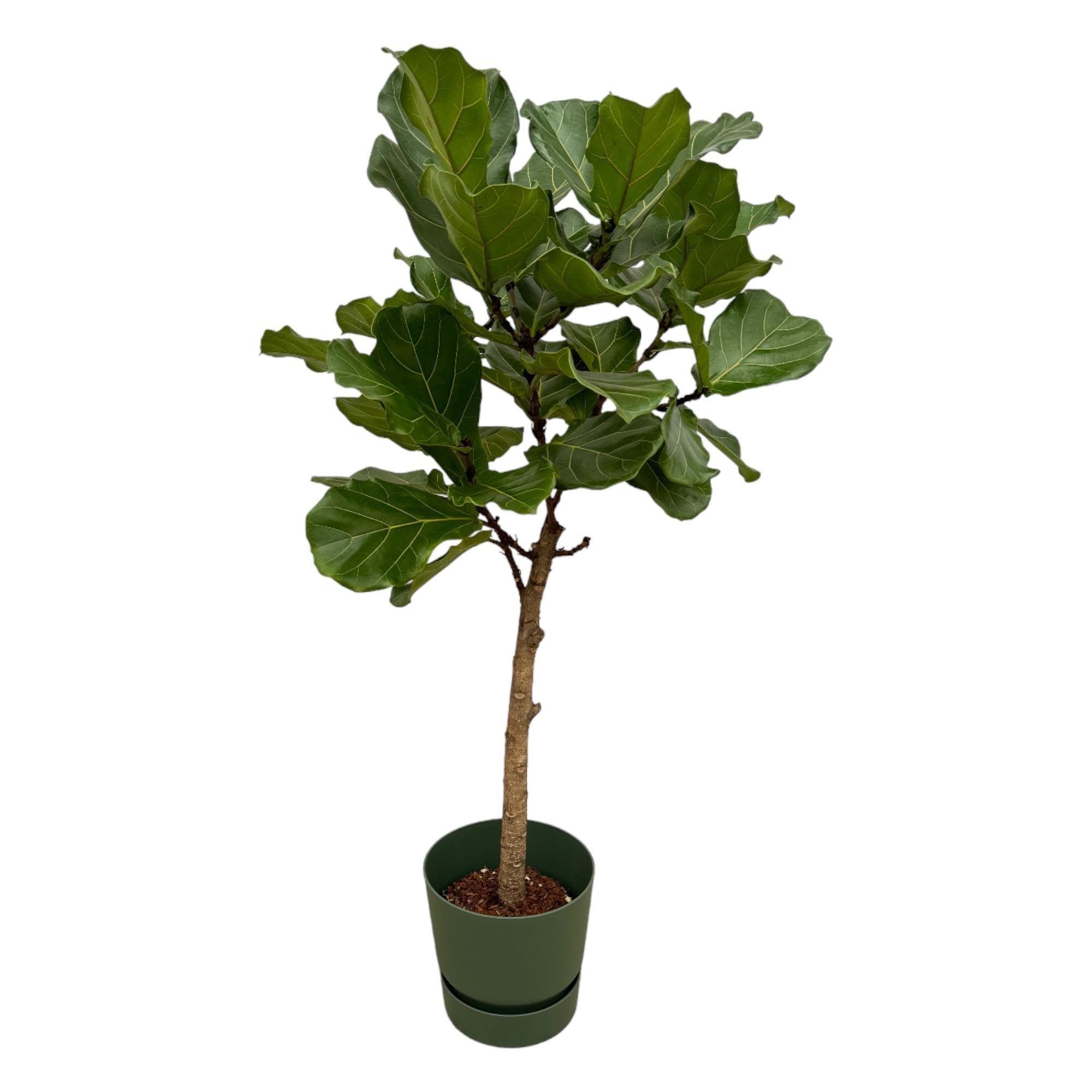 Geigenfeige - Ficus Lyrata Baum inklusive elho Greenville Round Topf grün - 160 cm - Ø30