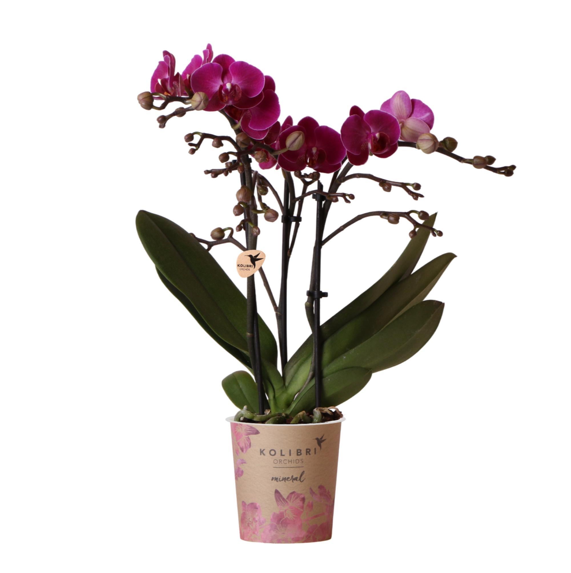 Orchidee Lila Phalaenopsis Orchidee - Morelia - Topfgröße Ø9cm | blühende Zimmerpflanze - frisch vom Züchter