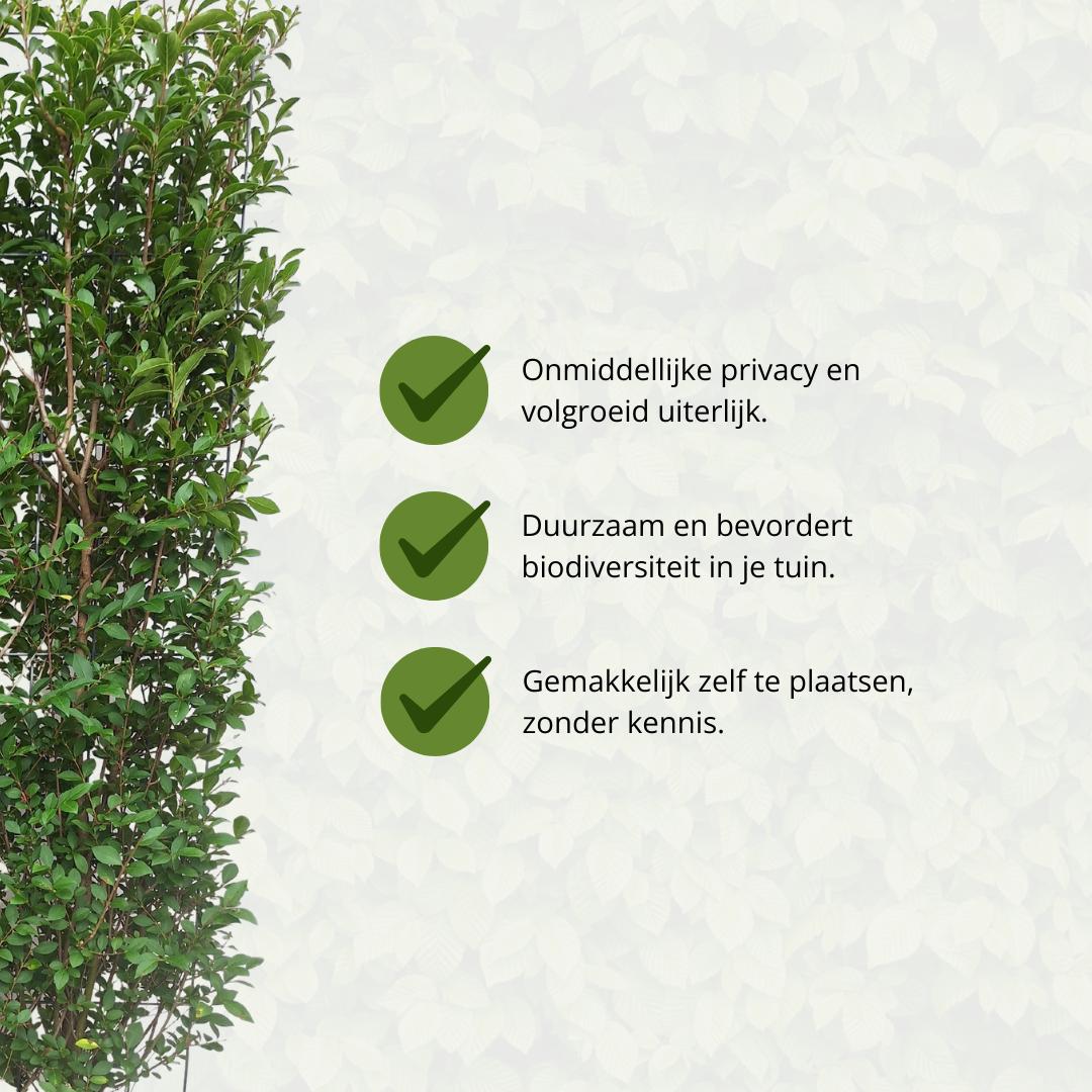 Japanischer Liguster - Ligustrum Ovalifolium - Ligusterhecke - Fertighecke - 120 x 180 cm