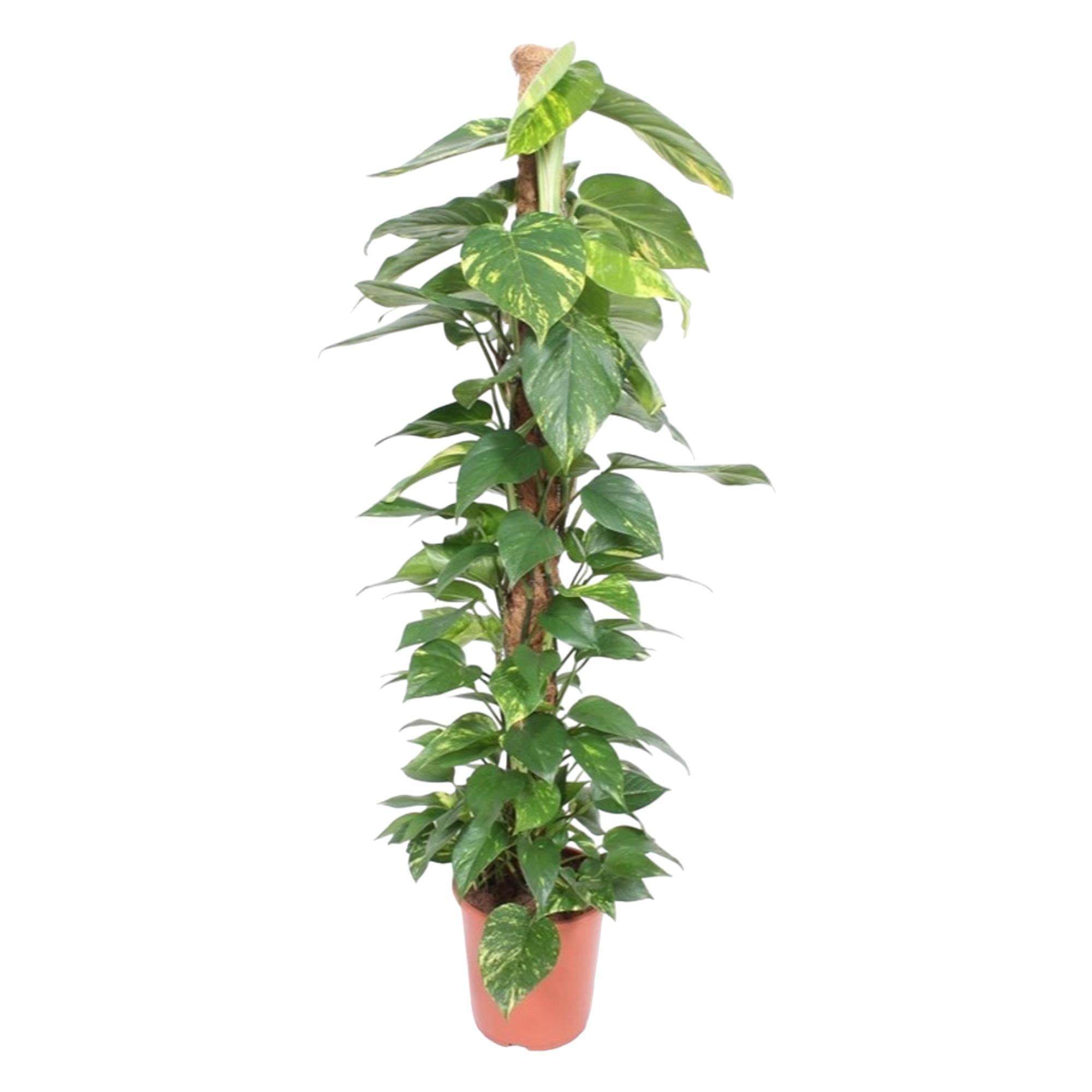 Efeutute - Epipremnum Aureum - mit Moosstab- 150 cm - ø27