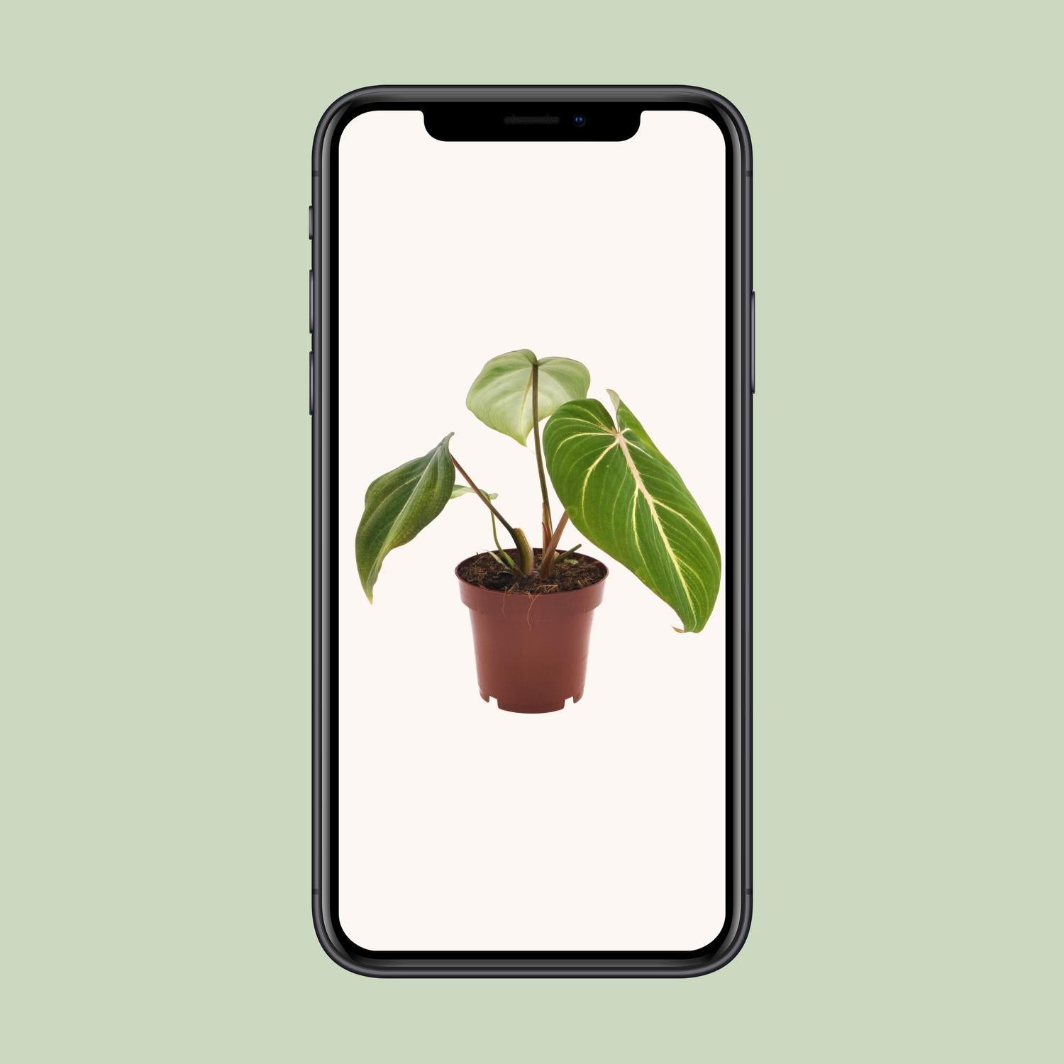 Philodendron Selloum Atom - Ø12cm - ↕25cm