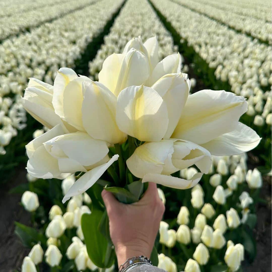 Tulpe Nadine's Happiness weiß und gelb-rot - 30 Blumenzwiebeln - Größe 12+