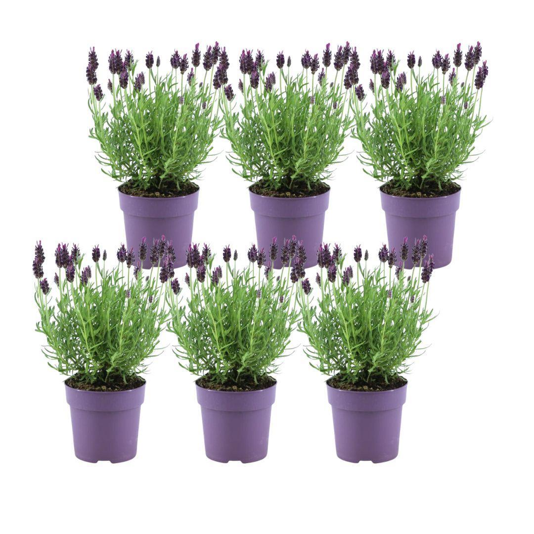 Lavendel - Lavandula Stoechas Anouk® - 12 cm Topf   6 Stück