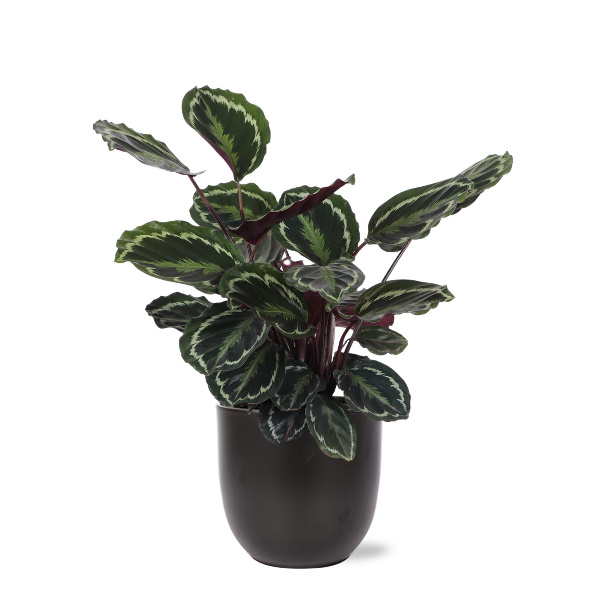 Calathea Medaillon - Korbmarante - Ø21cm - ↕70cm in Boule Topf ANTRACIET