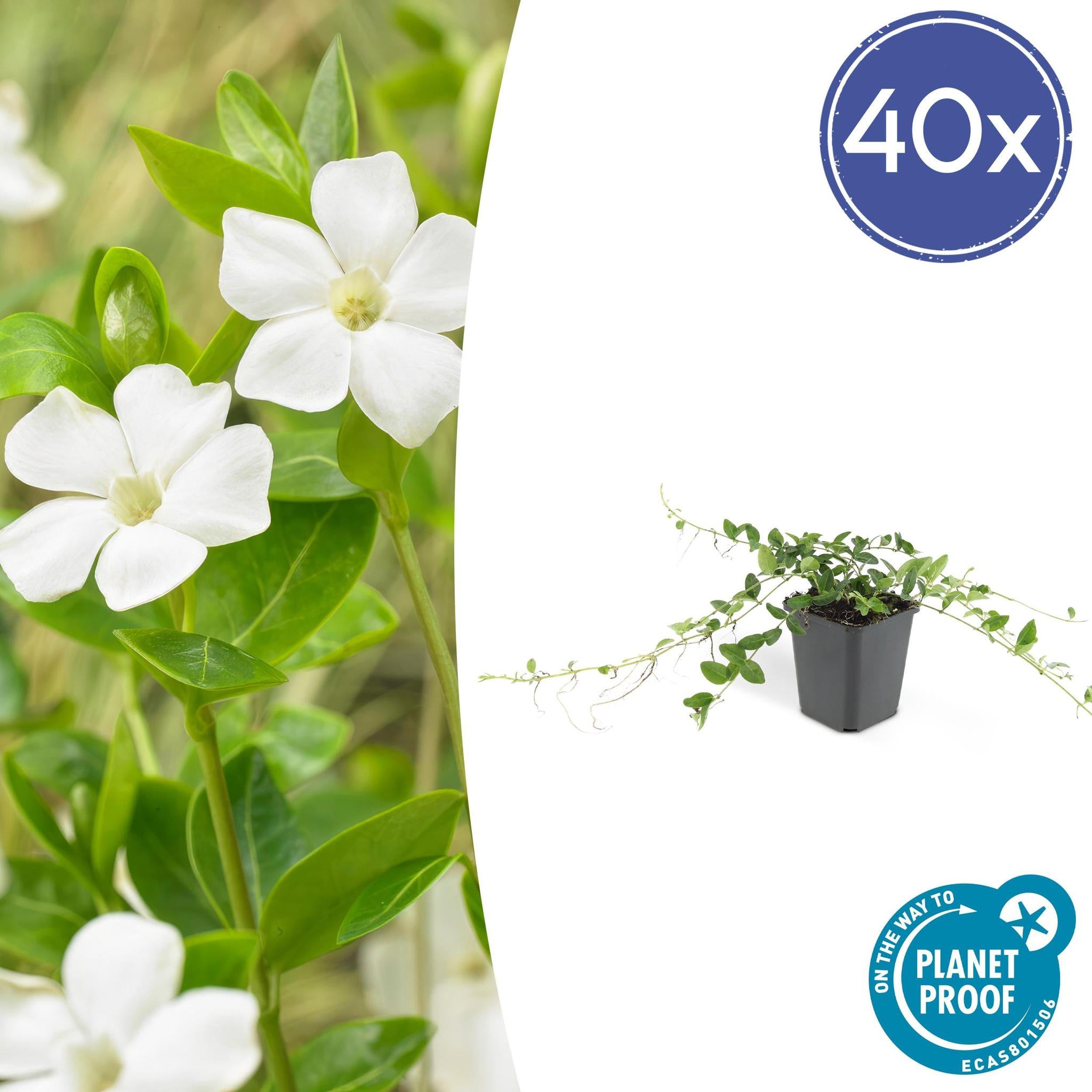 Vinca minor 'Alba' - ↕10-25cm - Ø9cm - 40 Stück