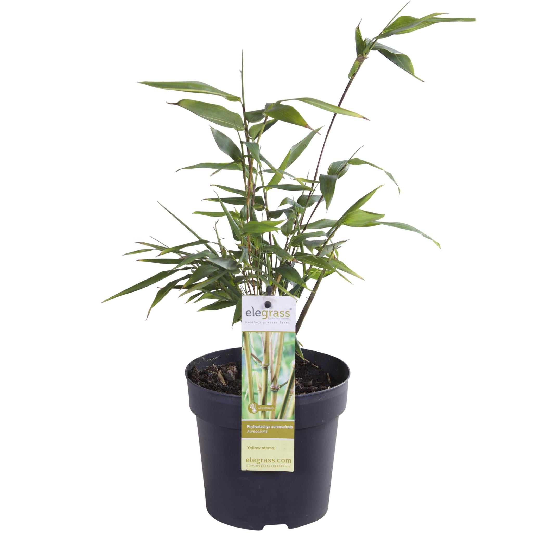 Goldrohrbambus - Phyllostachys aureosulcata 'Aureocal' - ↨40cm - Ø14