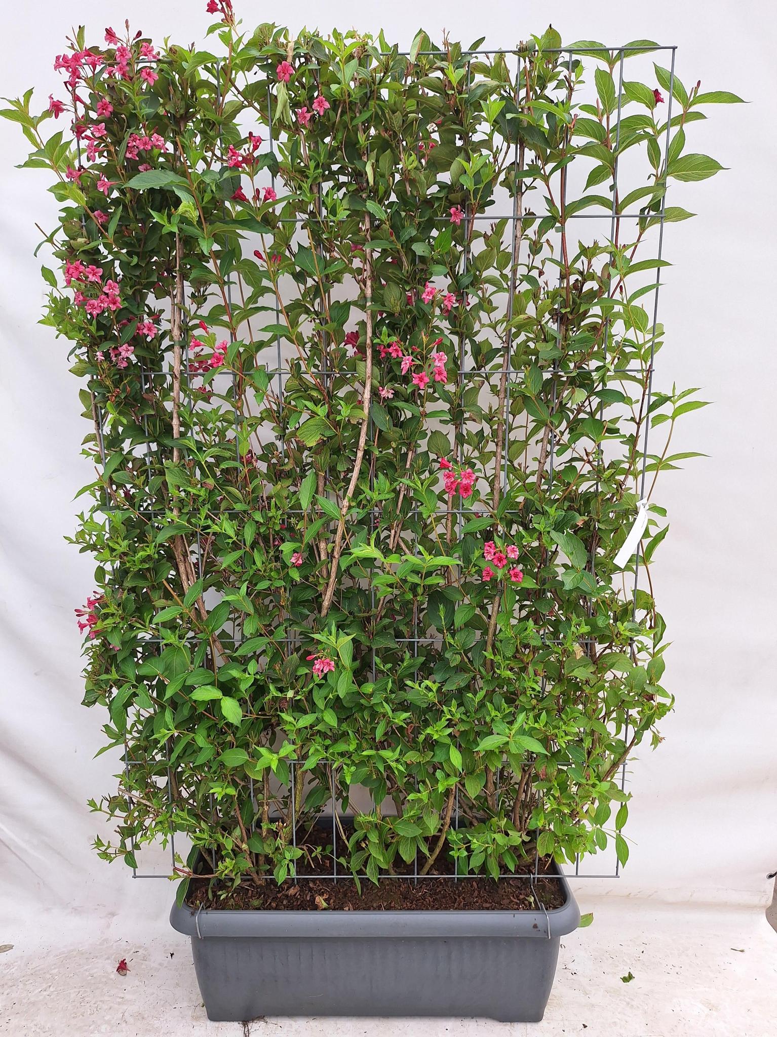 Geißblattgewächse - Weigela 'Newport Red' - Weigelie - Fertighecke - 120 x 180 cm