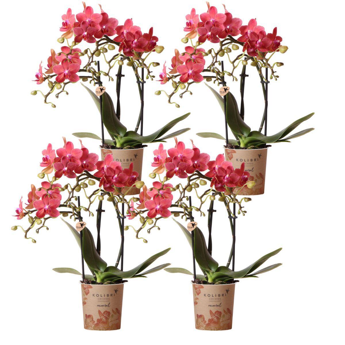 Kolibrie-orchideeën | COMBI DEAL van 4 rode Phalaenopsis orchideeën - Congo - potmaat Ø9cm bloeiende kamerplant - vers van de veredelaar