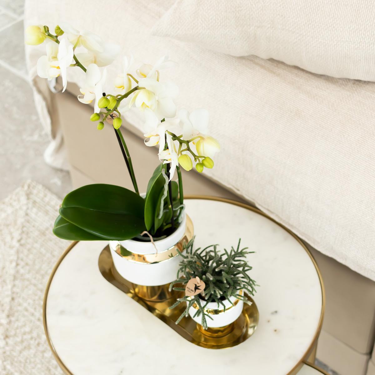 Kolibrie-orchideeën | Witte Phalaenopsis Orchidee - Amabilis + Le Chic sierpot goud - potmaat Ø9cm - 40cm hoog | bloeiende kamerplant in een bloempot - vers van de veredelaar