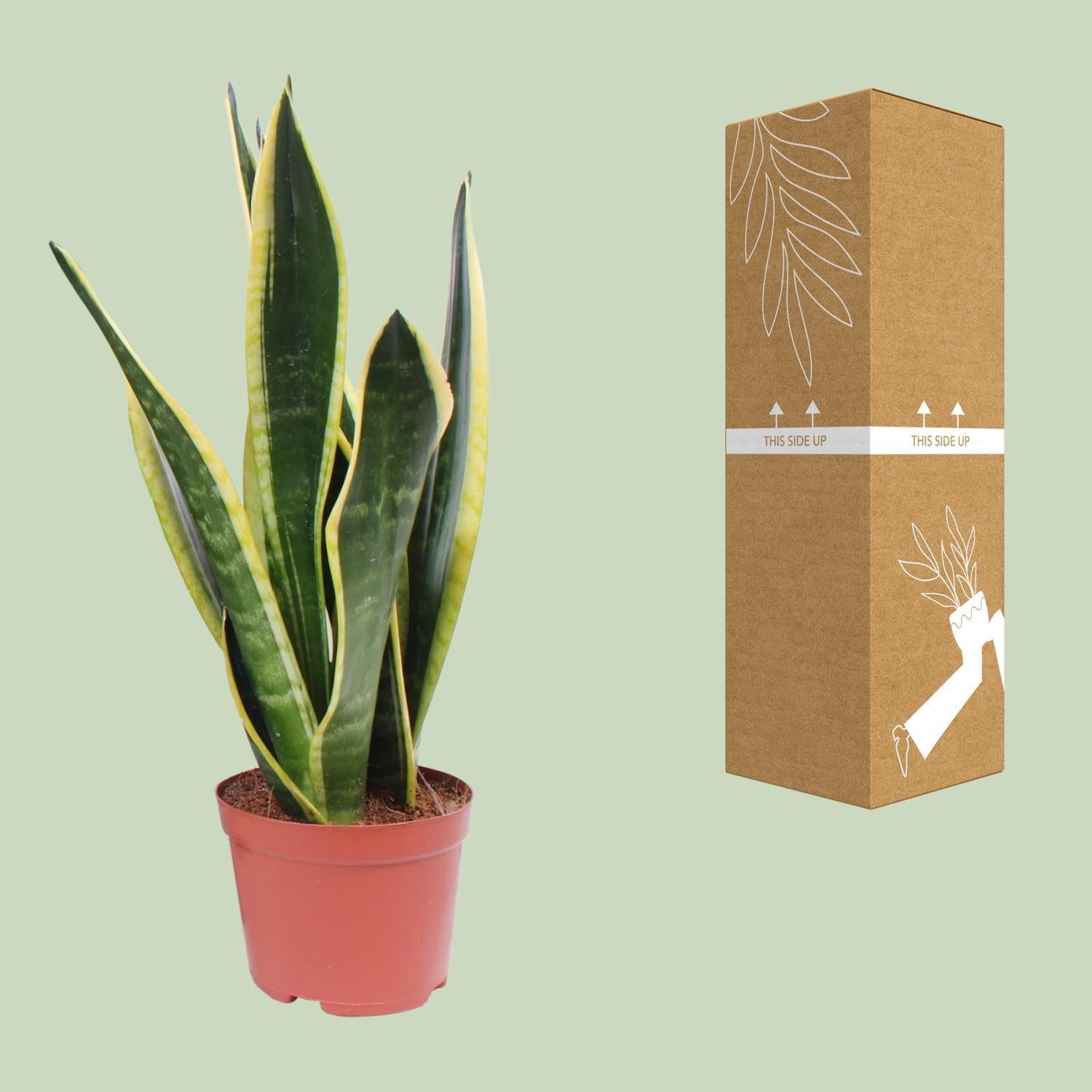 Sansevieria Black Superba - Ø14cm - ↕45cm