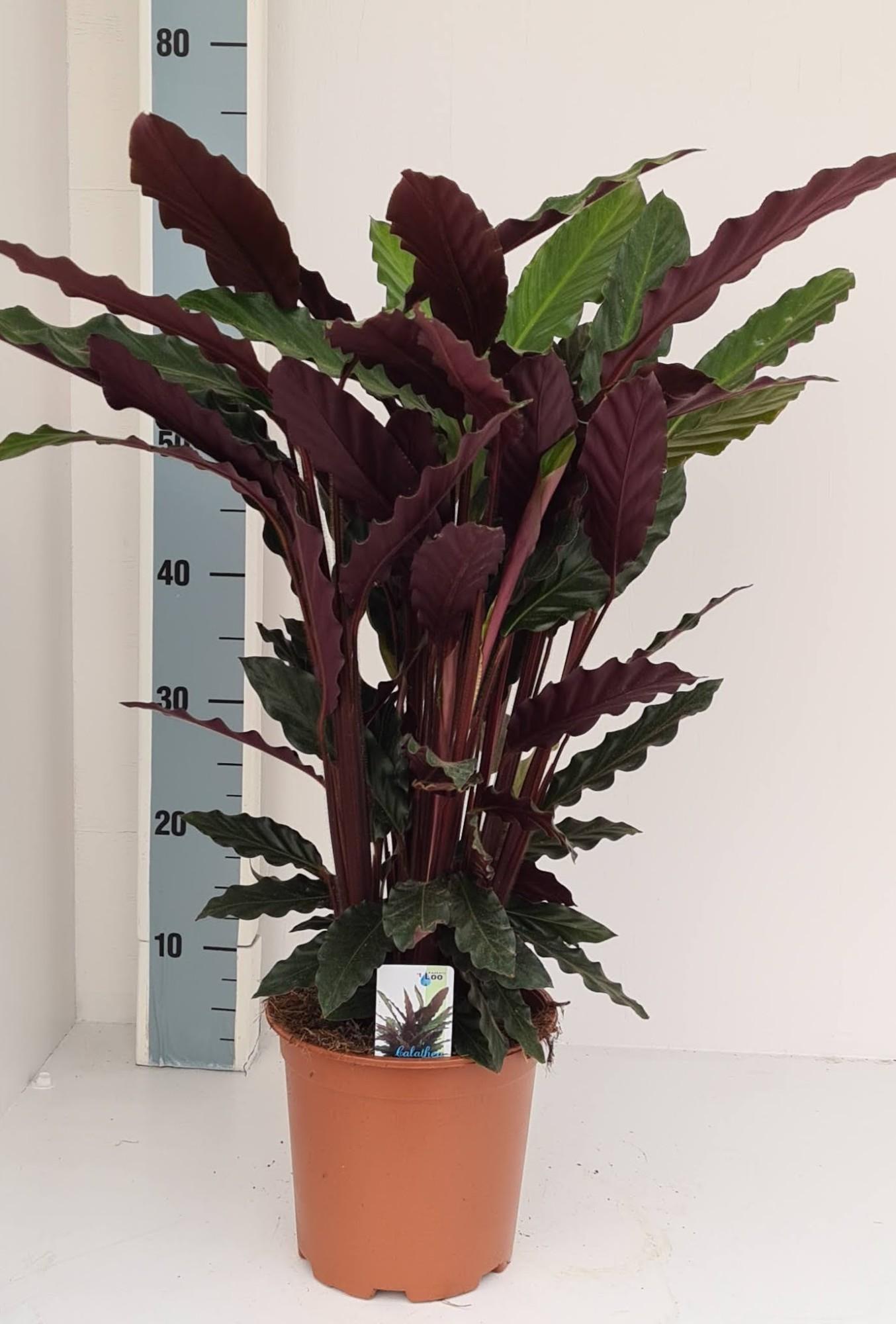 Gebetspflanze - Calathea Rufibarba - 70 cm