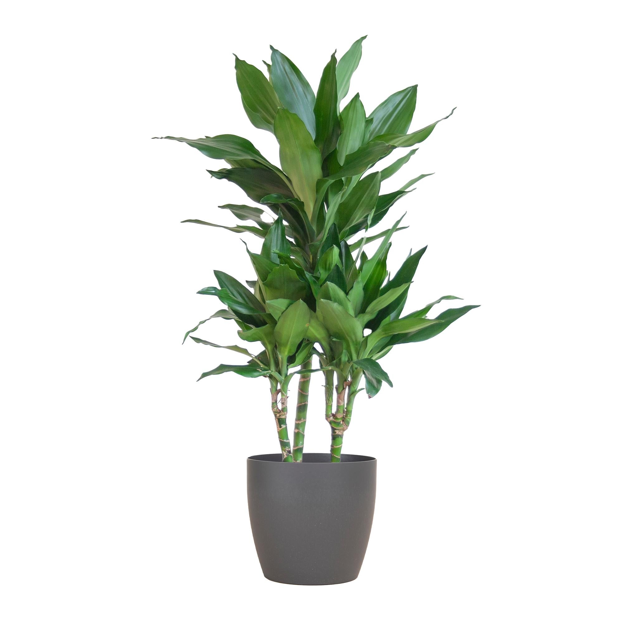 Drachenbaum - Dracaena Janet Lindt mit Viber Topf grau - 95cm - Ø21