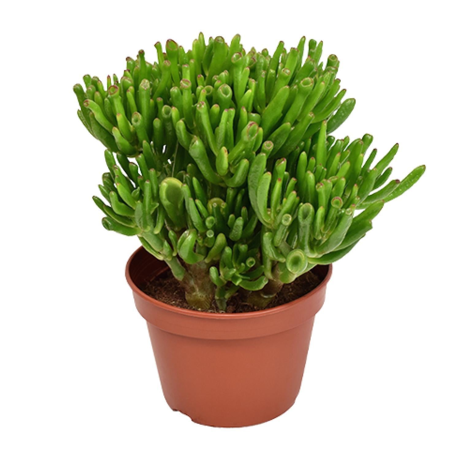 Gummibaum - Crassula Hobbit - Ø15cm - ↕21cm