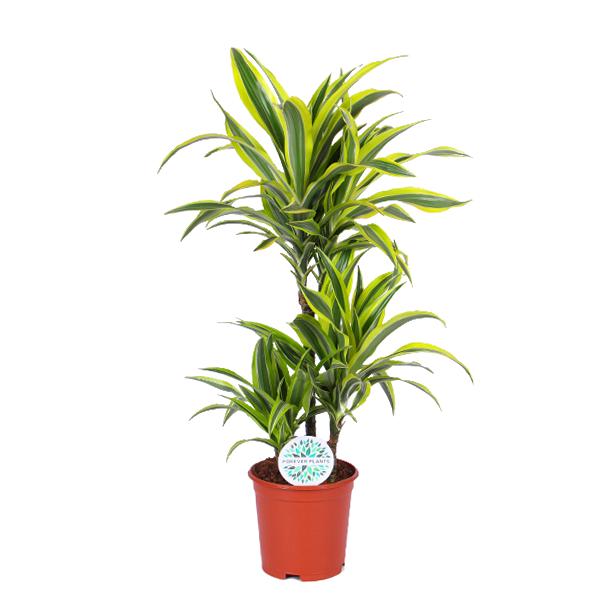 Drachenbaum Lemon Line - Dracaena Lemon Lime Ø21cm - ↕65cm