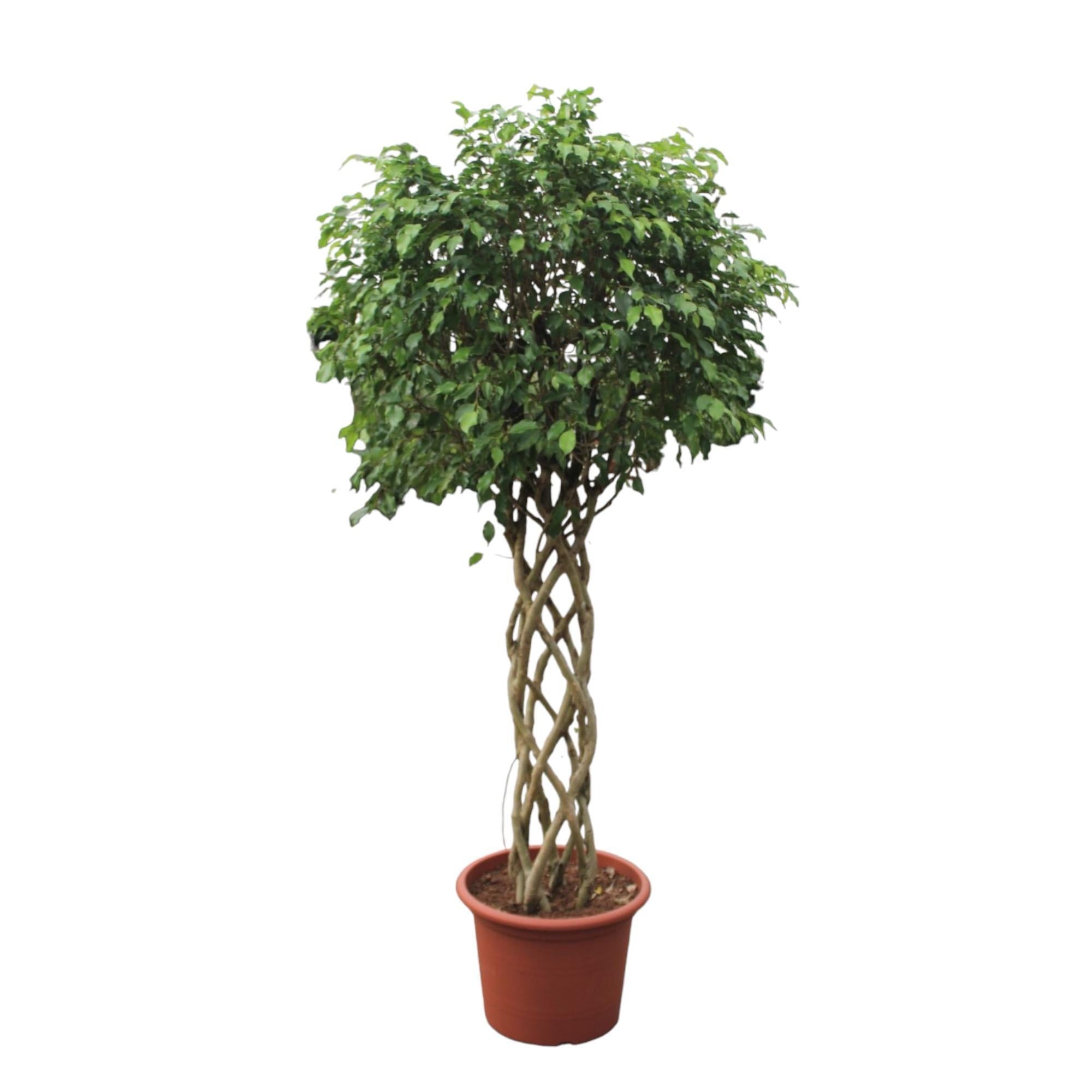 Ficus Benjamina Exotica geweven stam - 250 cm - ø55