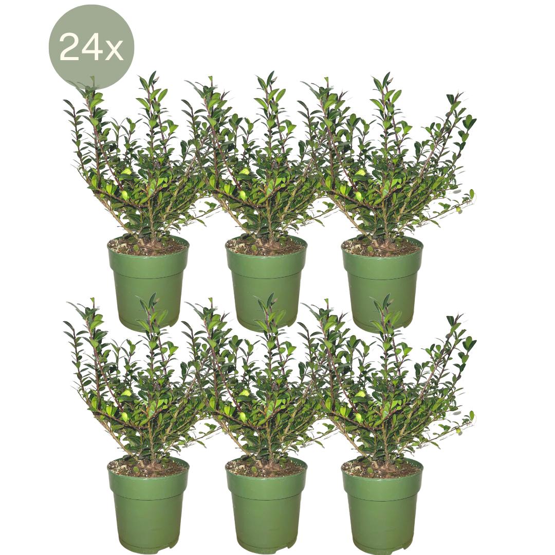 Japanische Stechpalmen - Ilex crenata 'Jenny'® - Pflanzenset mit 24 winterharten Heckenpflanzen - Immergrüne Hecke