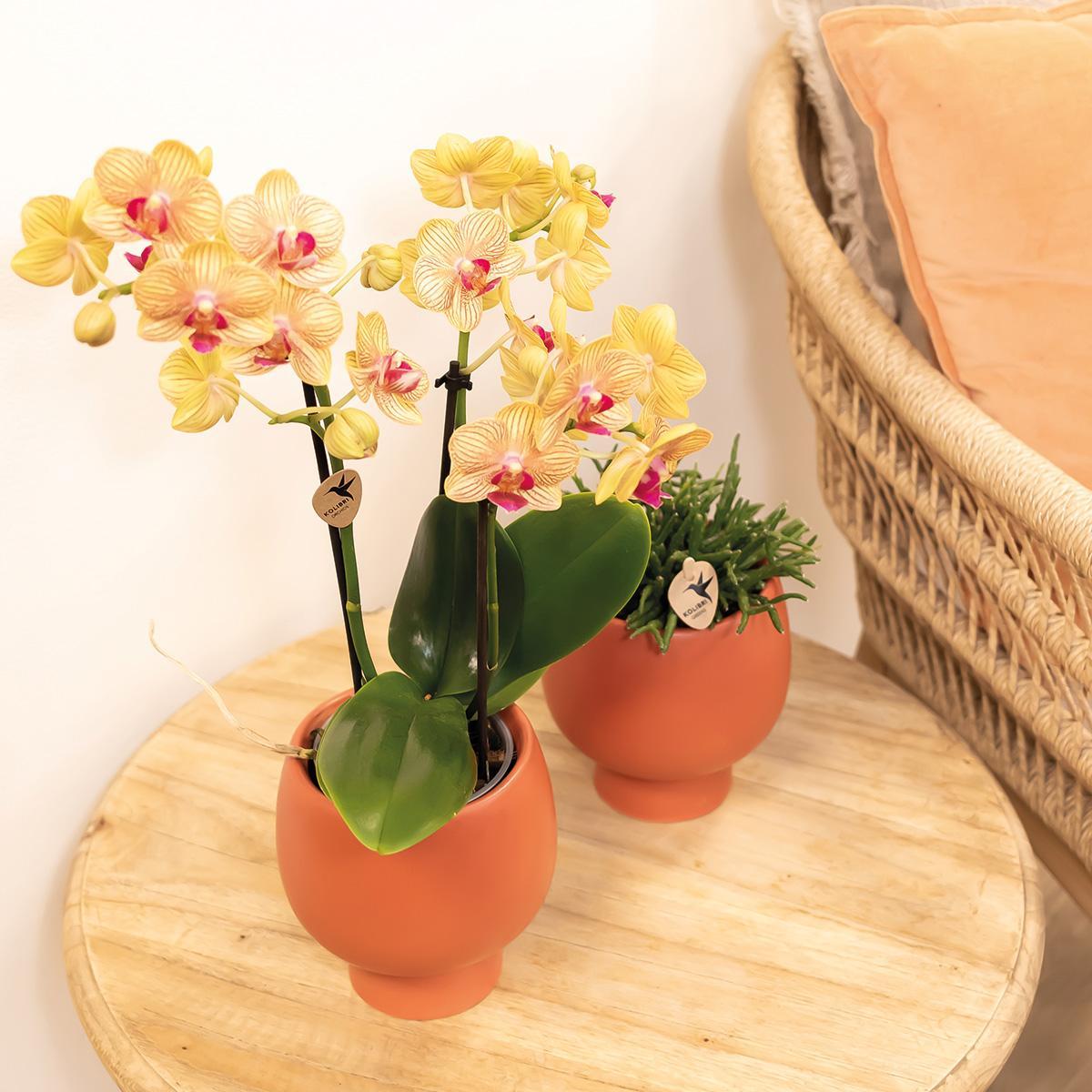 Orchidee orange Phalaenopsis Orchidee Topfgröße Ø9cm | Jamaica | blühende Zimmerpflanze - frisch vom Züchter