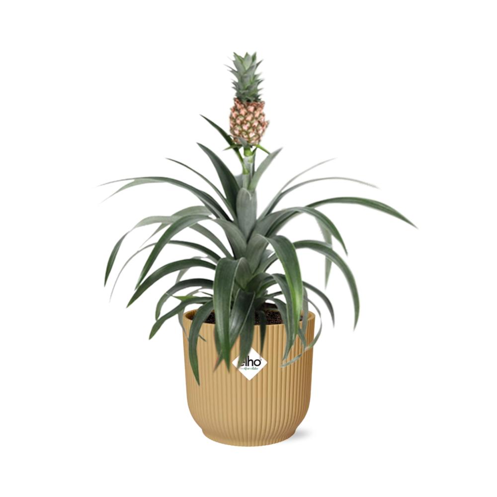 Ananaspflanze - Ananas Mi Amigo in ELHO Vibes Fold 14cm Topf gelb