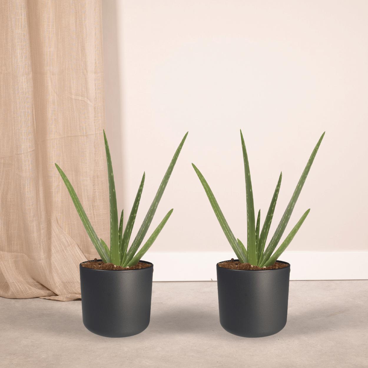 Aloe Vera - Sukkulente - 40cm - ø12   2 Stück