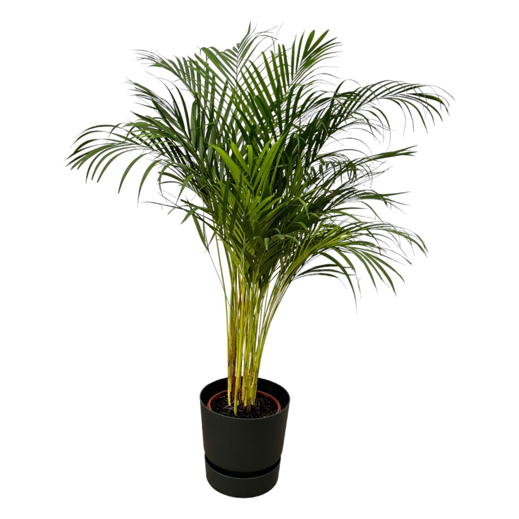 Areca palm - ↨130cm - Ø24cm inclusief Elho Greenville Rond zwart D30xH28