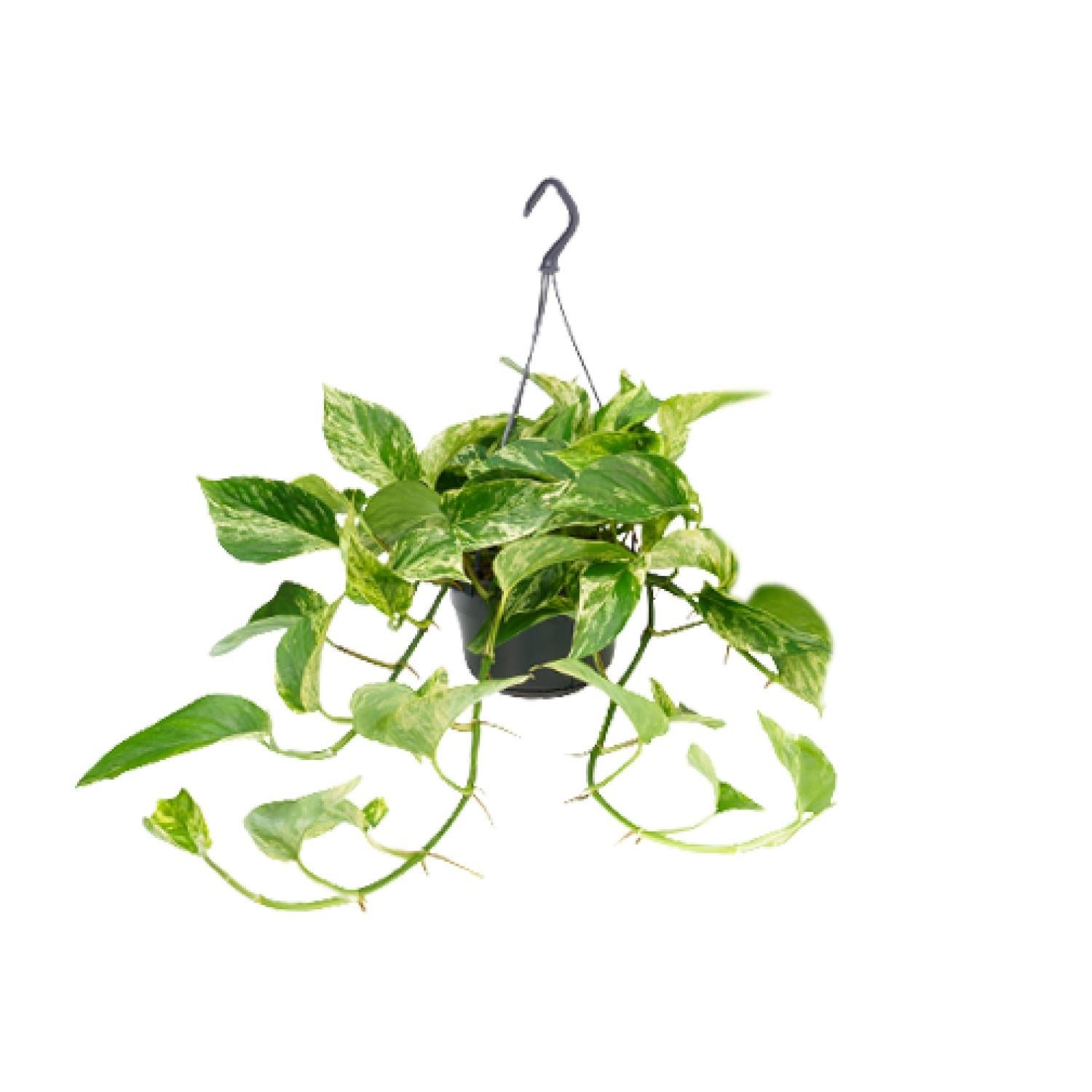 Efeutute - Epipremnum Aureum Marble Queen - Ø15 - ↨25cm