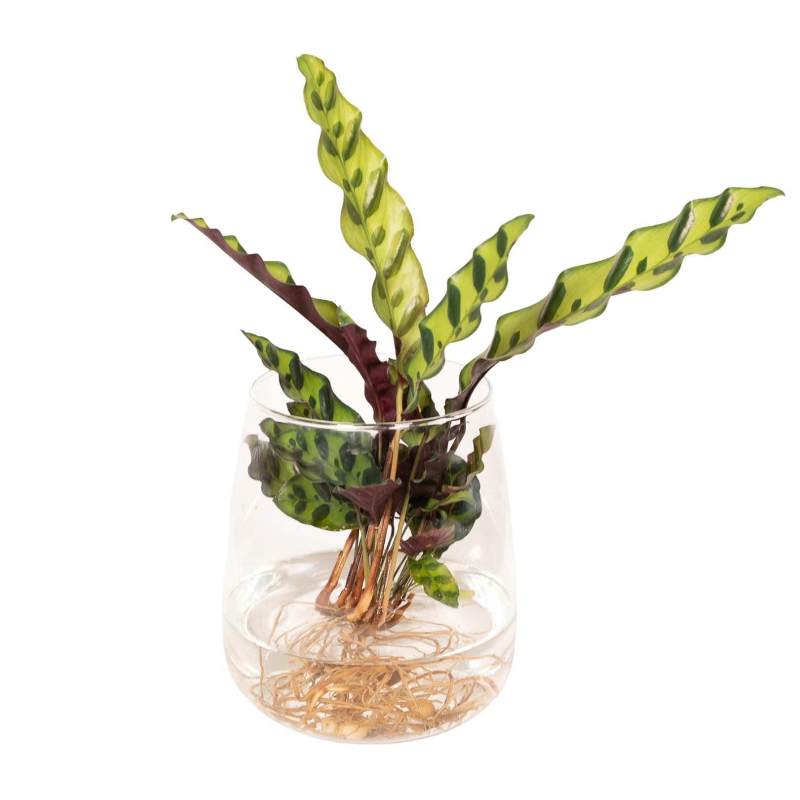 Klapperschlangenpflanze - Calathea Insignis in Kingston glas - Ø12cm - ↕30cm