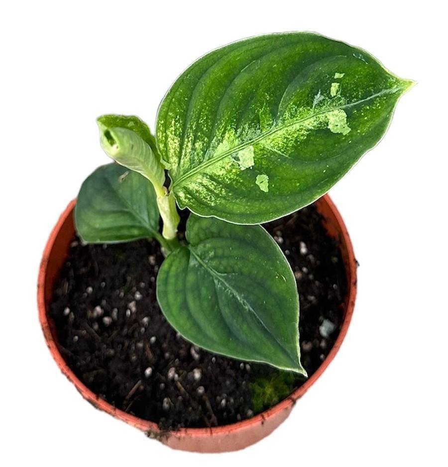 Chinesischer Immergrün - Aglaonema Pictum Bicolor - Ø10,5cm - ↕15cm