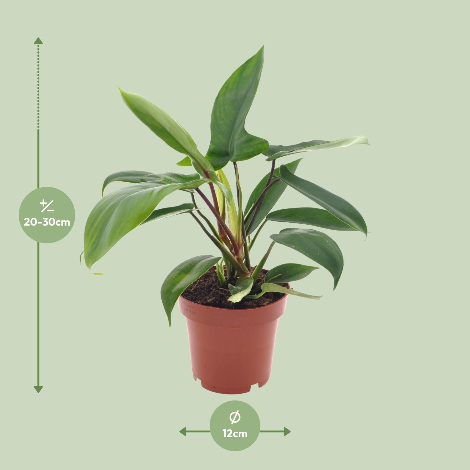 Philodendron Florida Green - Ø12cm - ↕25cm