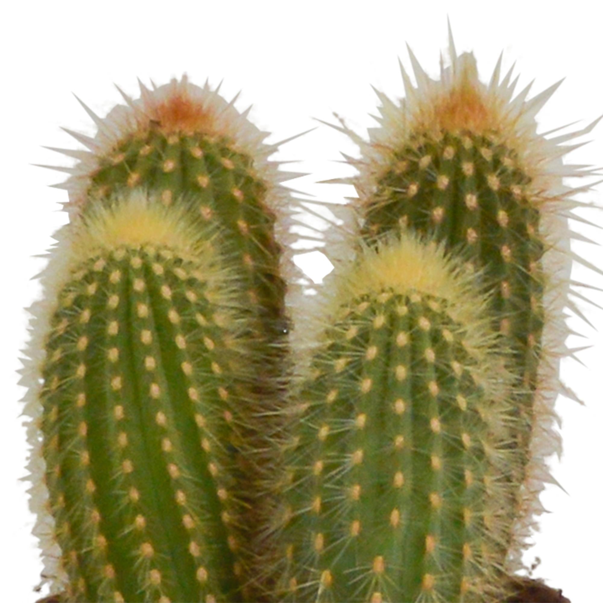 Säulenkaktus Mix - Cereus-Mischung 10,5 cm - 3 Stück