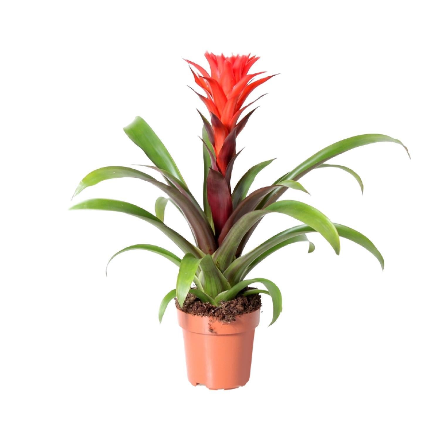 Guzmania Rockyflower Hope - Ø12cm - ↕43cm