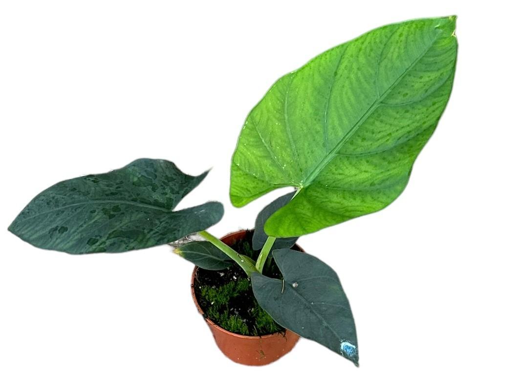 Elefantenohr - Alocasia Scabriuscula - Ø10,5cm - ↕15cm