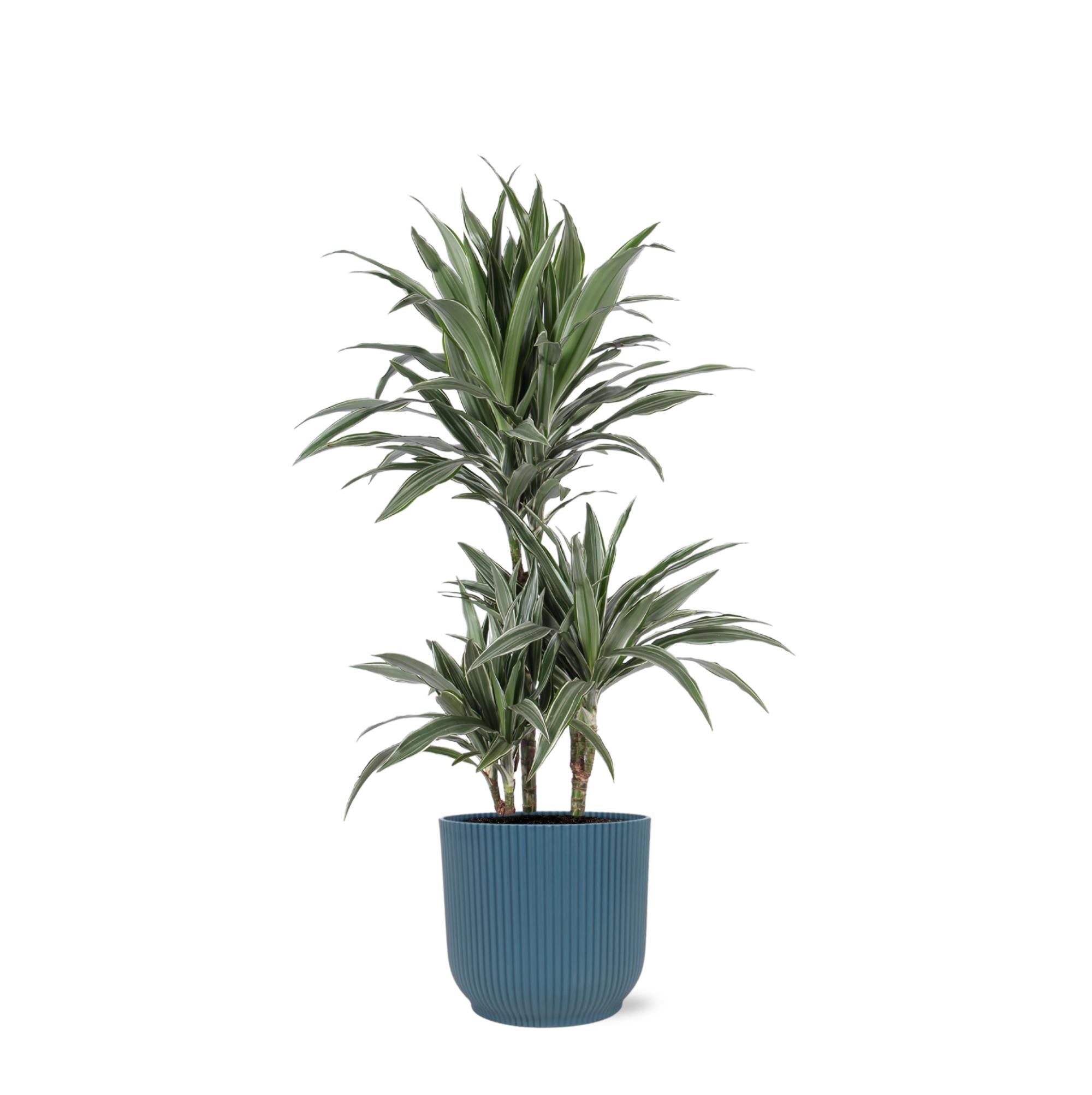 Drachenbaum Warneckei - Dracaena Warneckii Ø21cm - ↕65cm in Vibes Topf blau