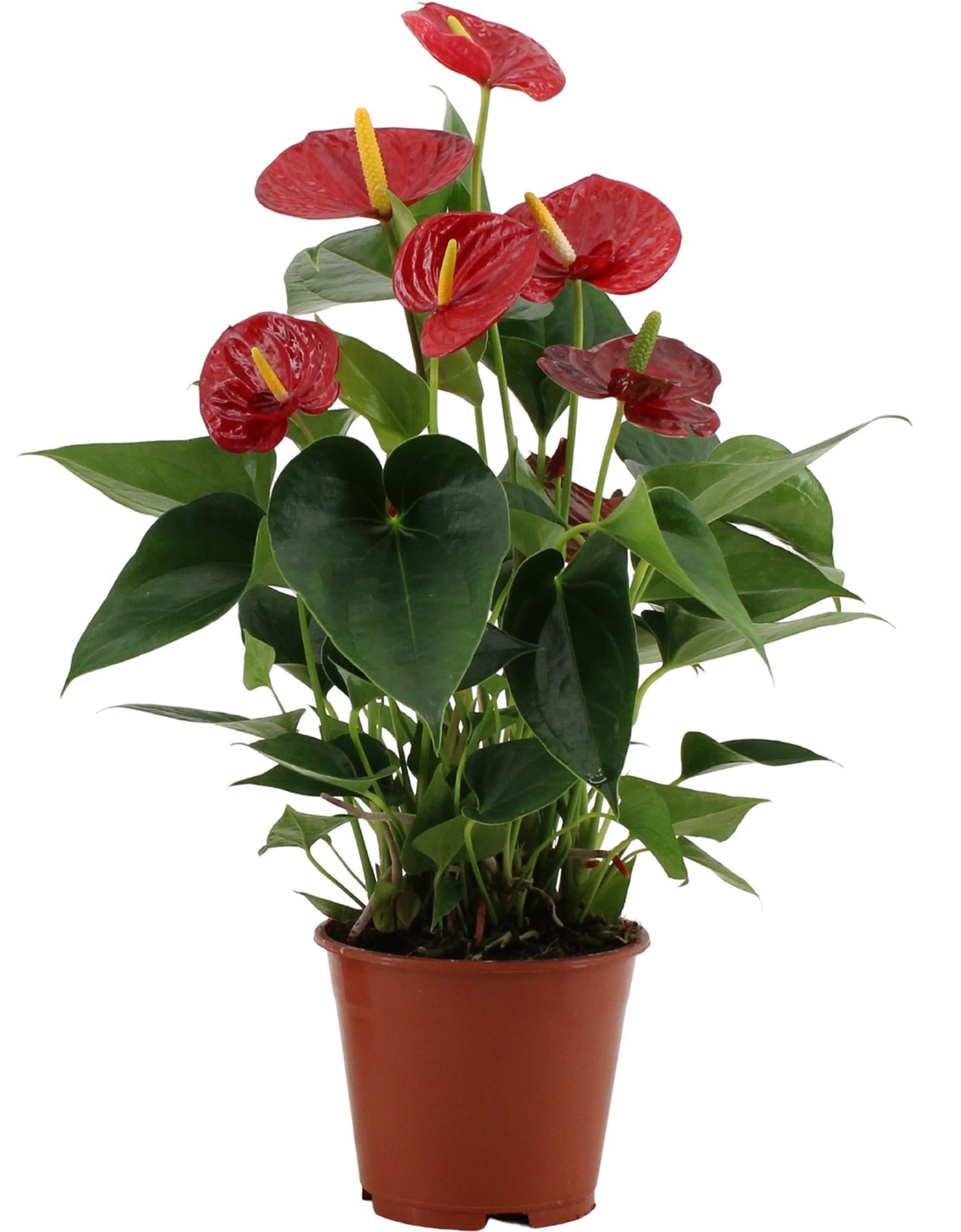 Anthurie - Anthurium Success Red In Transparant Sleeve