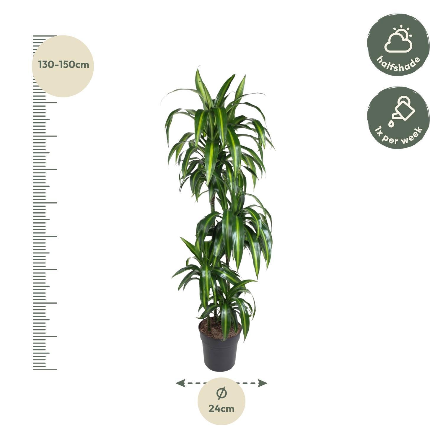 Drachenbaum Hawai auch hawaiianische Ti-Pflanze - Dracaena Hawaiiana - 160 cm - ø24