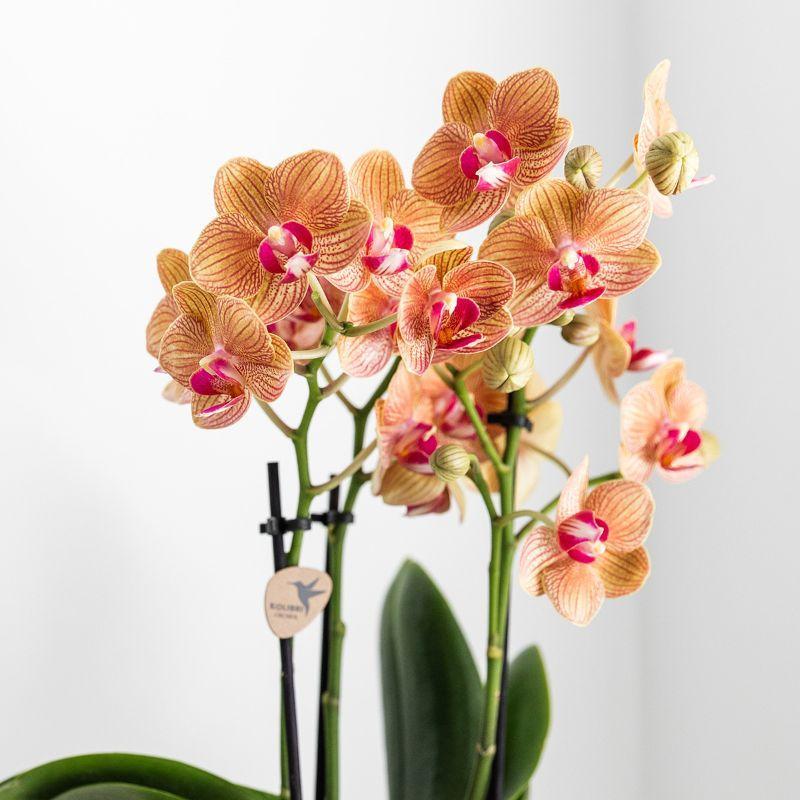 Orchidee weiße Phalaenopsis Orchidee - Jamaica + Lush Topf - Topfgröße Ø9cm - 40cm hoch | blühende Zimmerpflanze im Blumentopf - frisch vom Züchter