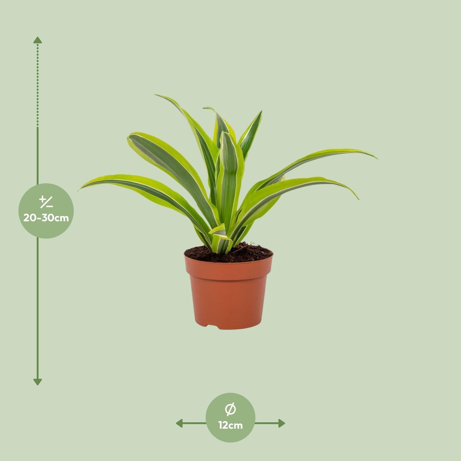 Dracaena Citroen Limoen 12cm - Ø12cm - ↕27cm