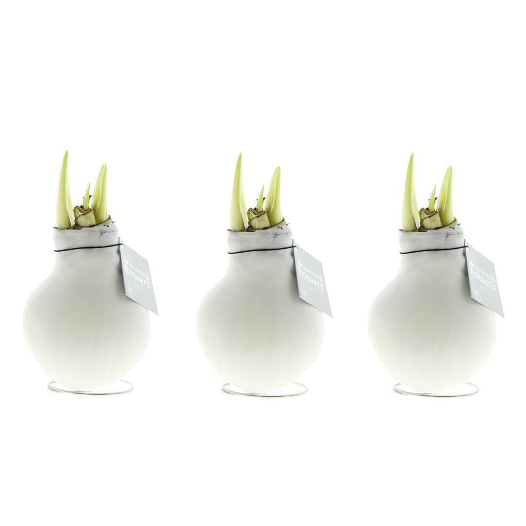 No Water Flowers® (wax amaryllis) | Waxz® Colours White (3 pack) + White flower