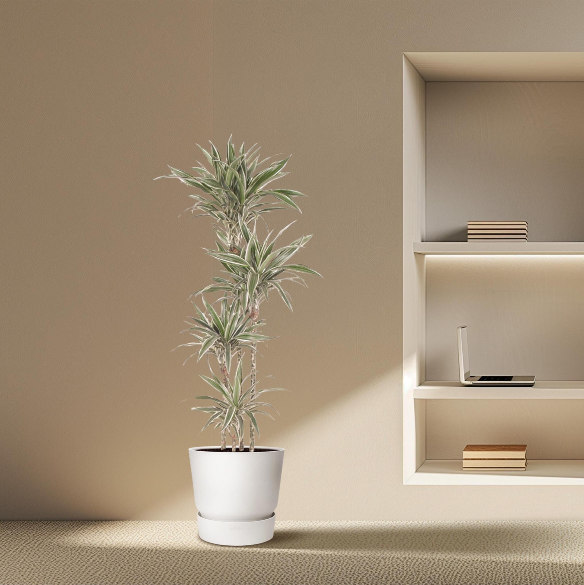 Drachenbaum white Stripe - Dracaena White Stripe - 170 cm - ø27