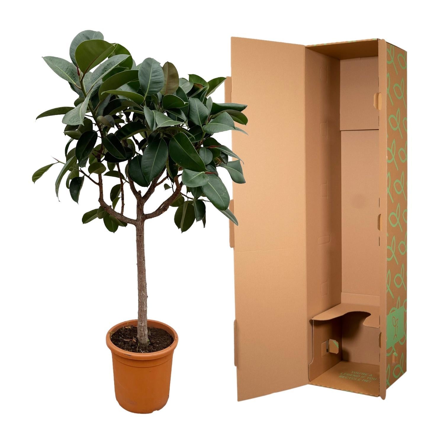 Gummibaum Ficus Elastica Robusta mit Stamm - 180 cm - ø30