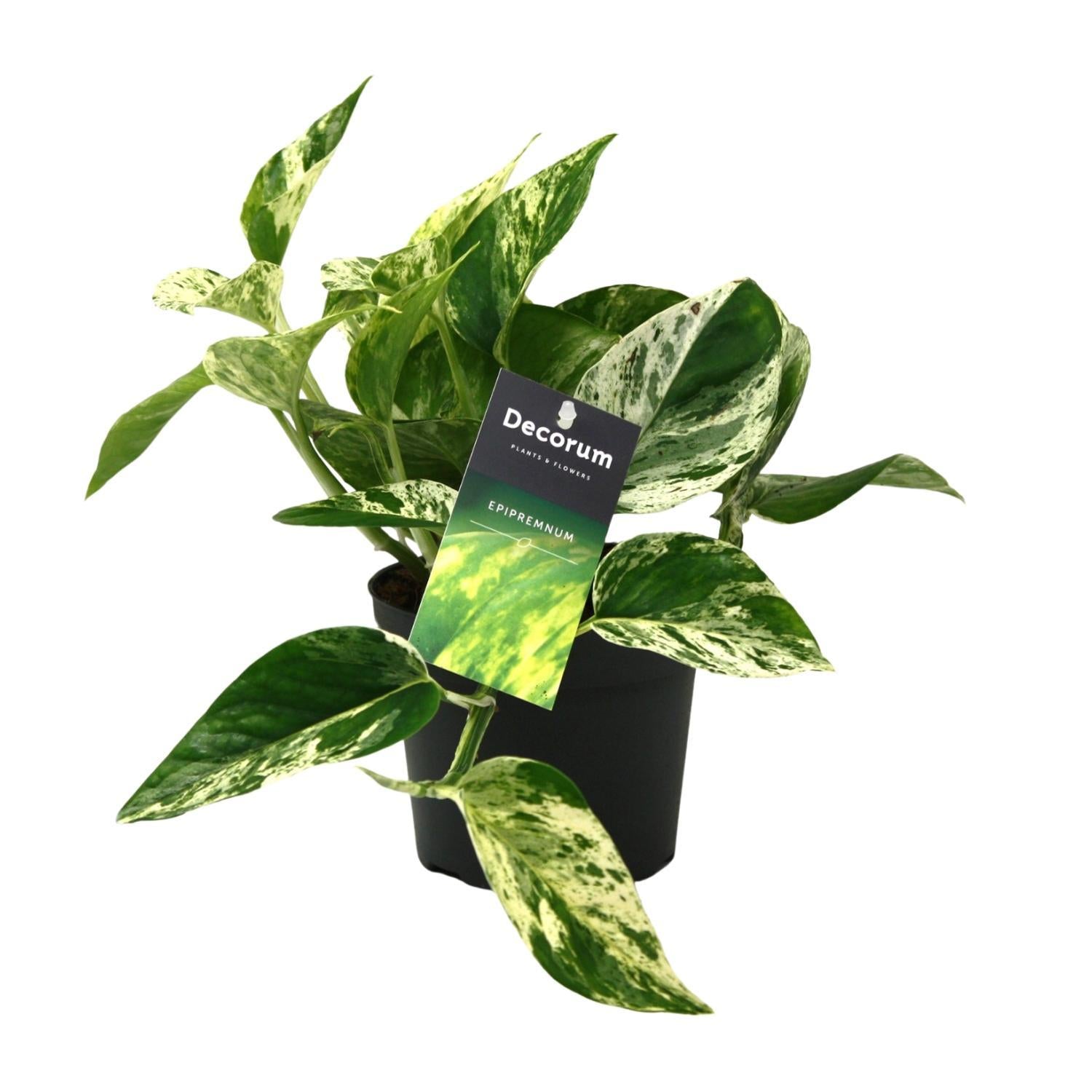 Efeutute - Scindapsus (Epipremnum) Marble Queen - Ø12cm - ↕25cm