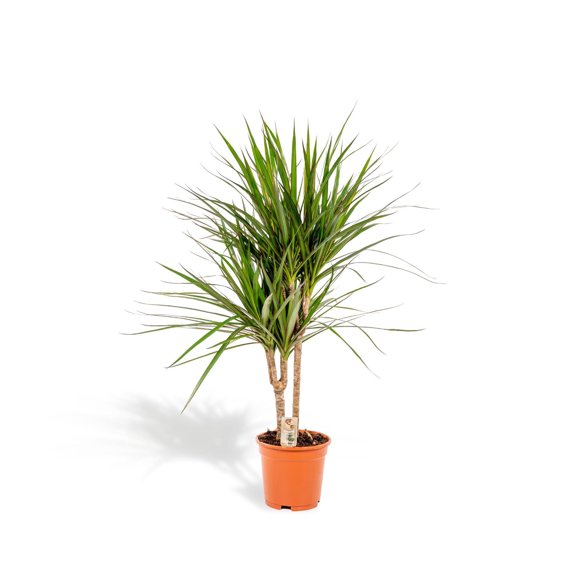 Drachenbaum Marginata - Dracaena Marginata - Ø17cm - ↕90cm