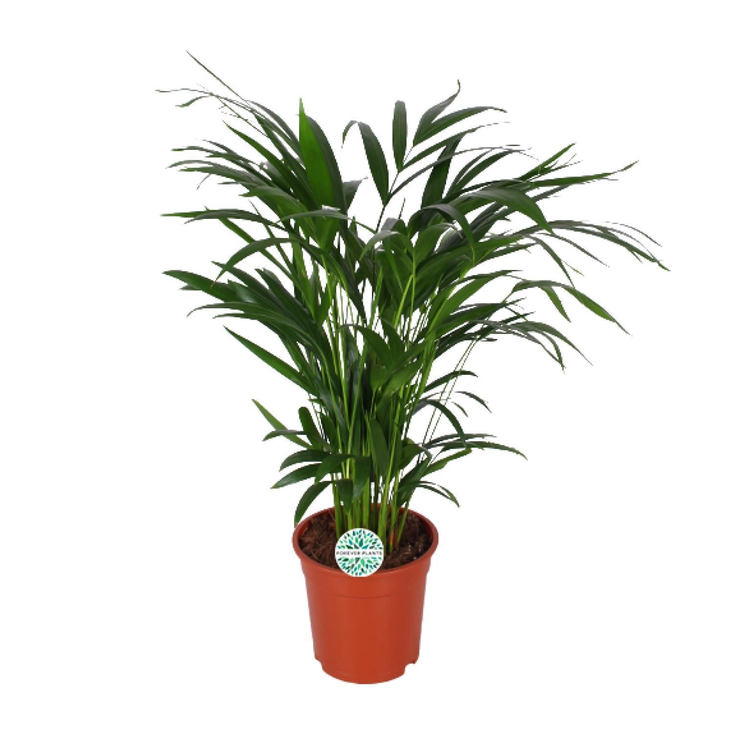 Arecapalme  Dypsis Lutescens - Ø17cm - ↕60cm